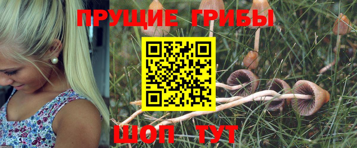 Псилоцибиновые грибы Psilocybine cubensis Урюпинск